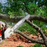 Understanding the Why and How of Tree Removal