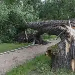 The Importance of Emergency Tree Removal