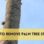 How to Remove Palm Tree Stump: The Ultimate Homeowner’s Guide