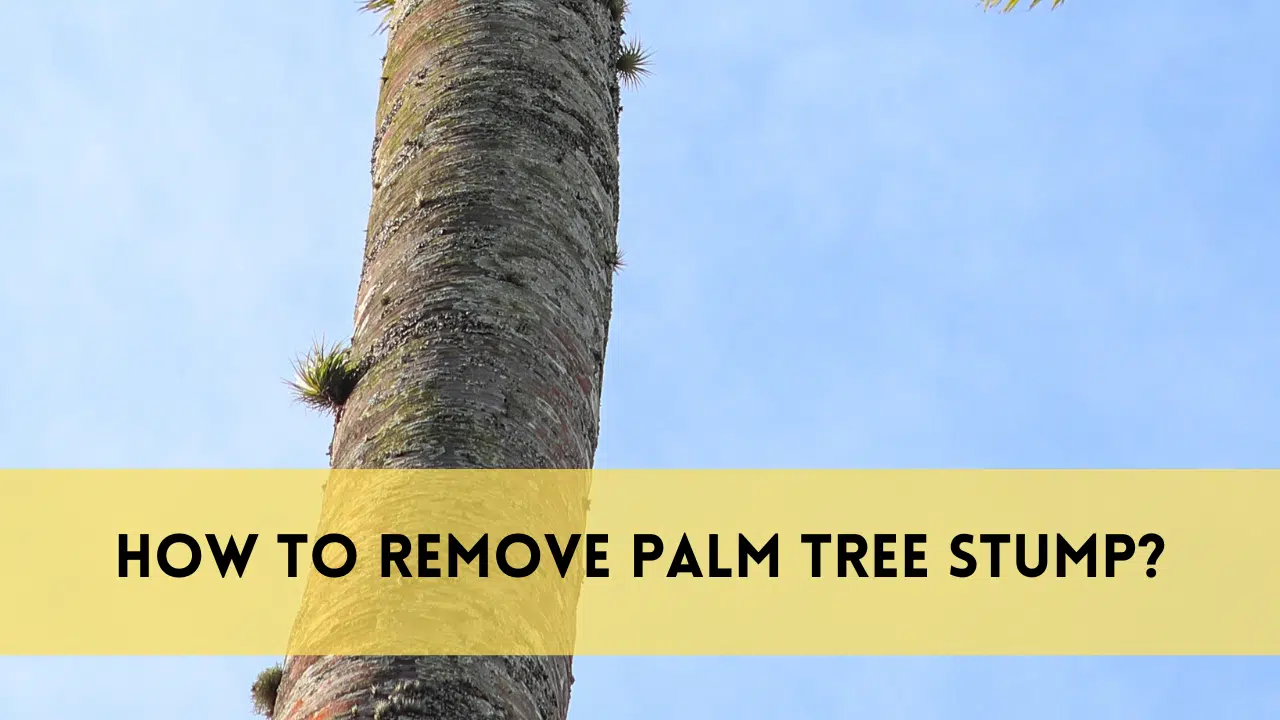 remove palm tree stump