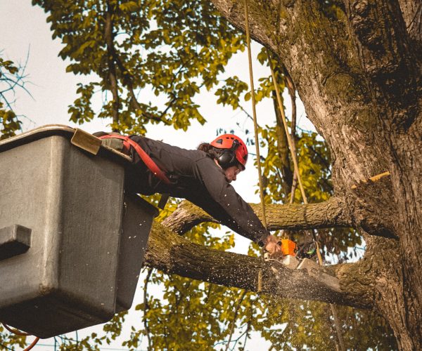 Tree Services - 1