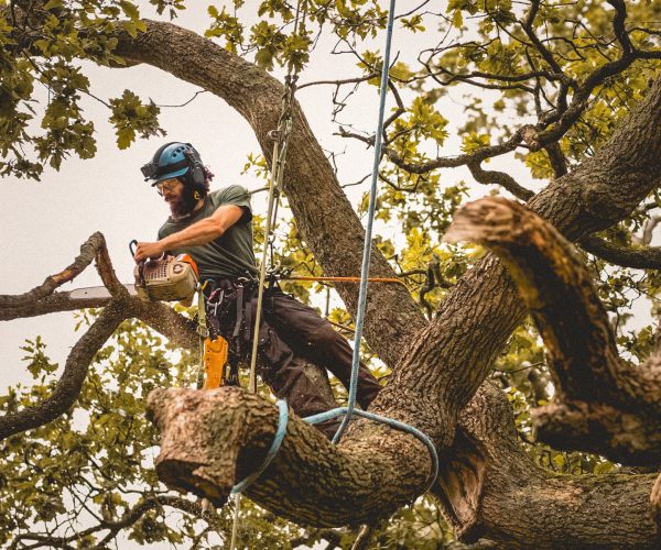 Tree Services - 10