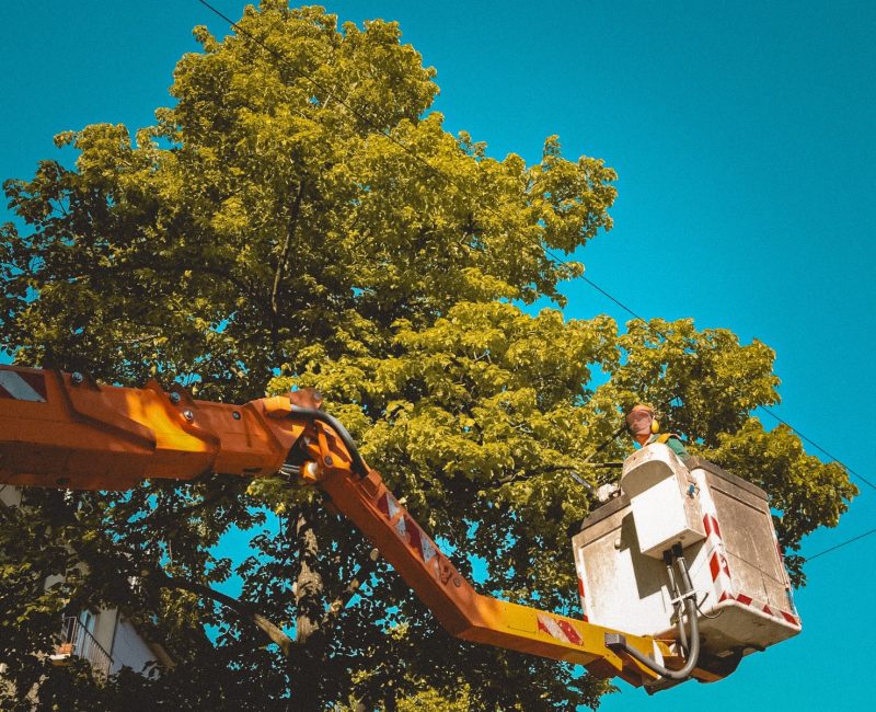 Tree Service In Crosby TX